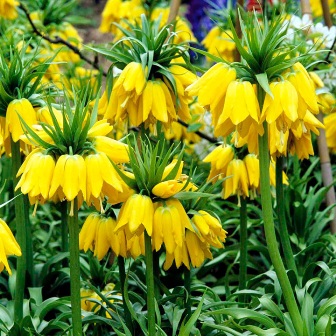 Фритилария - Fritillaria Imperialis Lutea